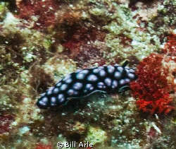 Nudi.  Big Island, Hawaii. by Bill Arle 